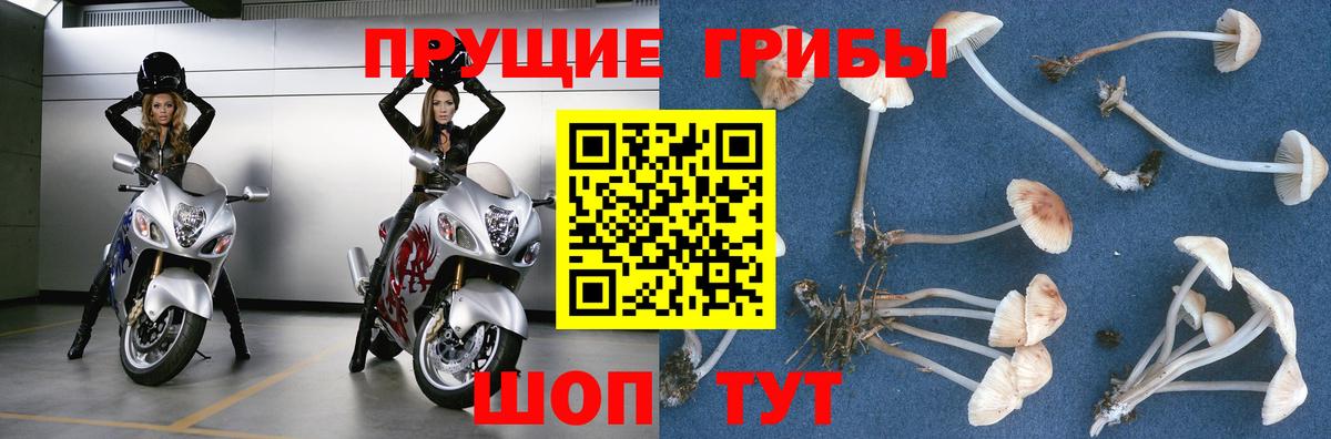 Псилоцибиновые грибы мицелий Сосновоборск